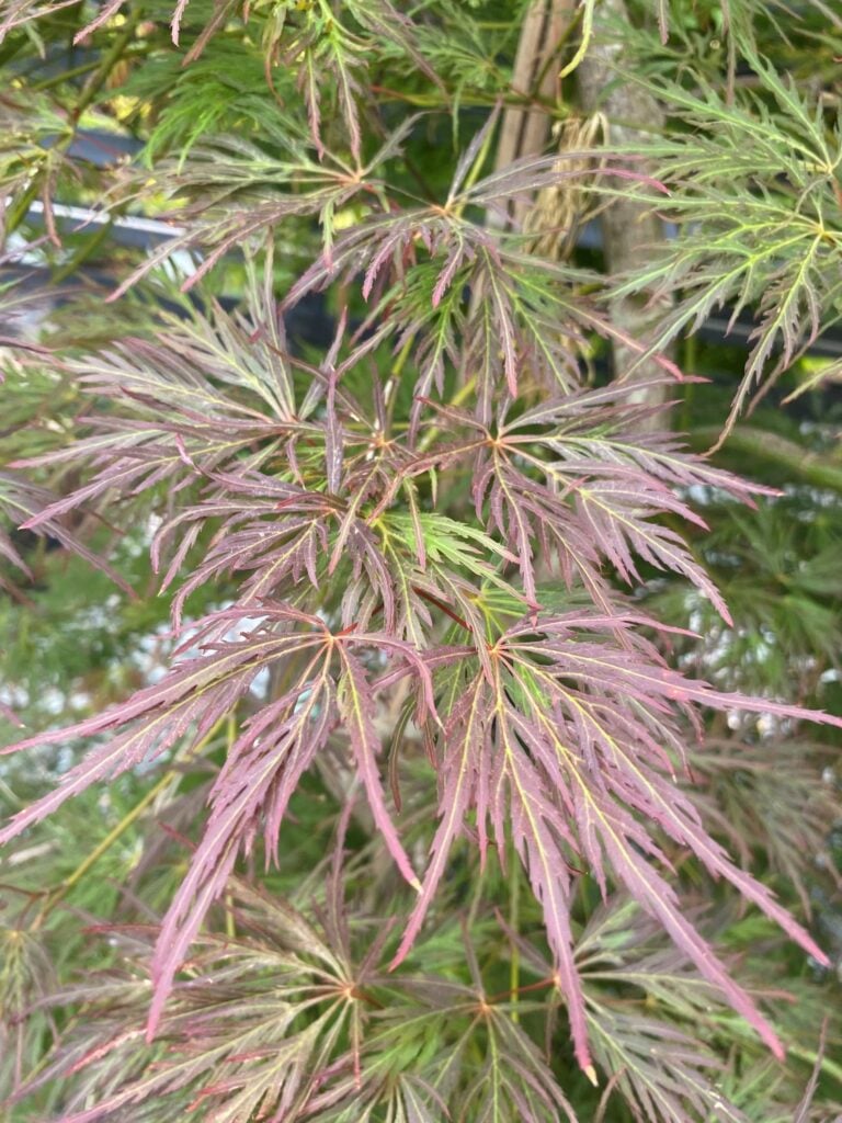 Acer palmatum 'Dissectum Rubrifolium' - Image 2