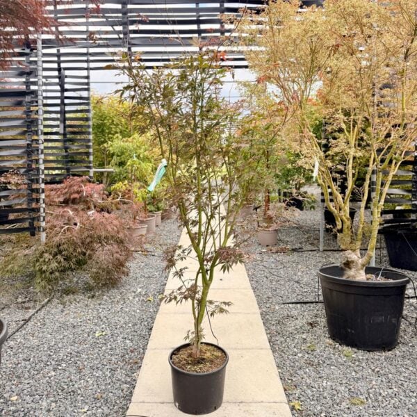 Acer palmatum 'Sumi-nagashi (P2)