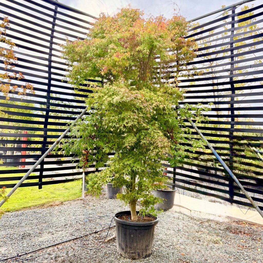 Acer palmatum 'Ueno-yama'