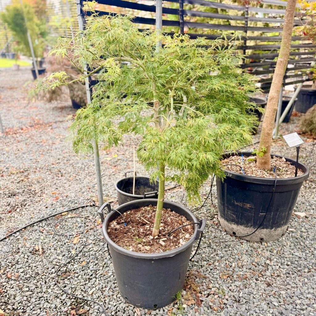 Acer palmatum 'Dissectum Viridis' - Image 3