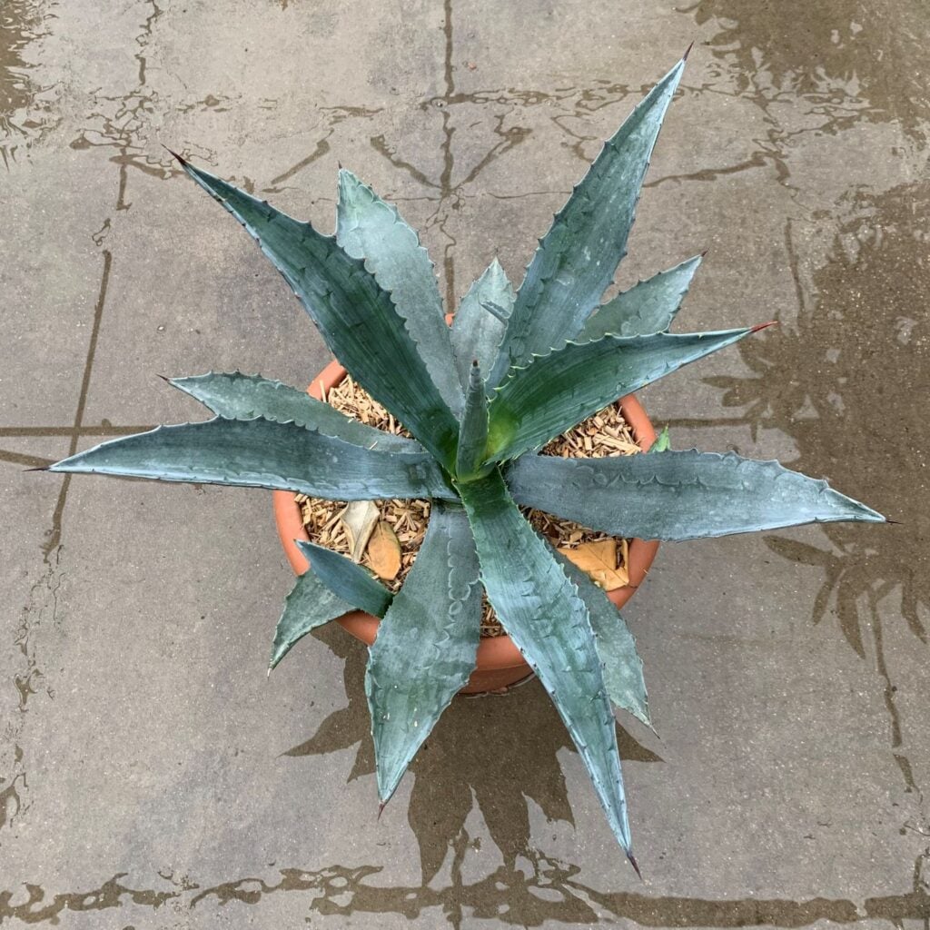 Agave americana - Image 3