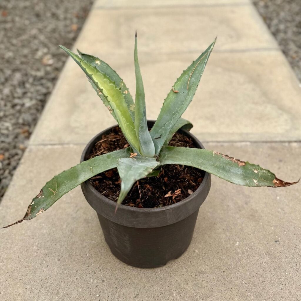 Agave americana - Image 5