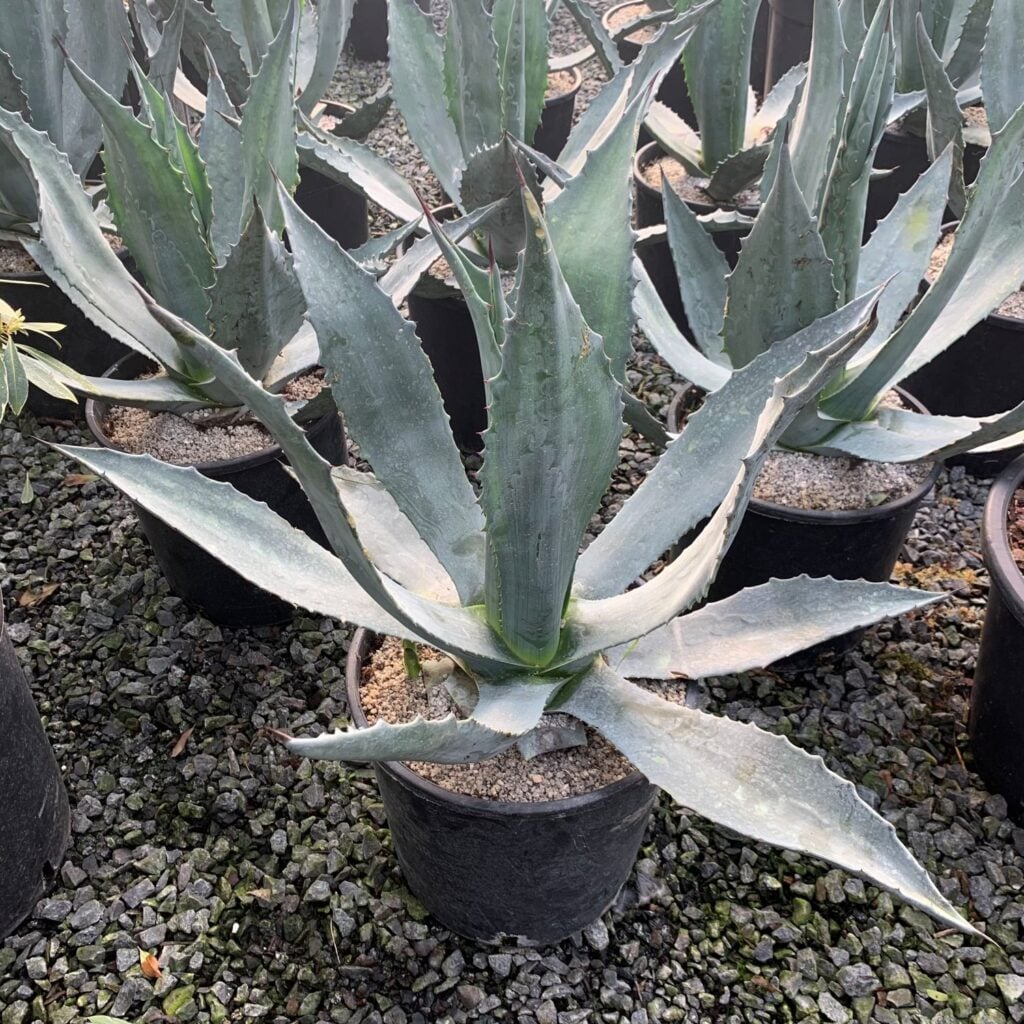 Agave americana - Image 4