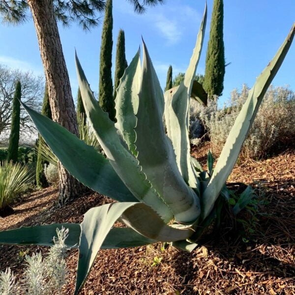 Agave americana (V1)