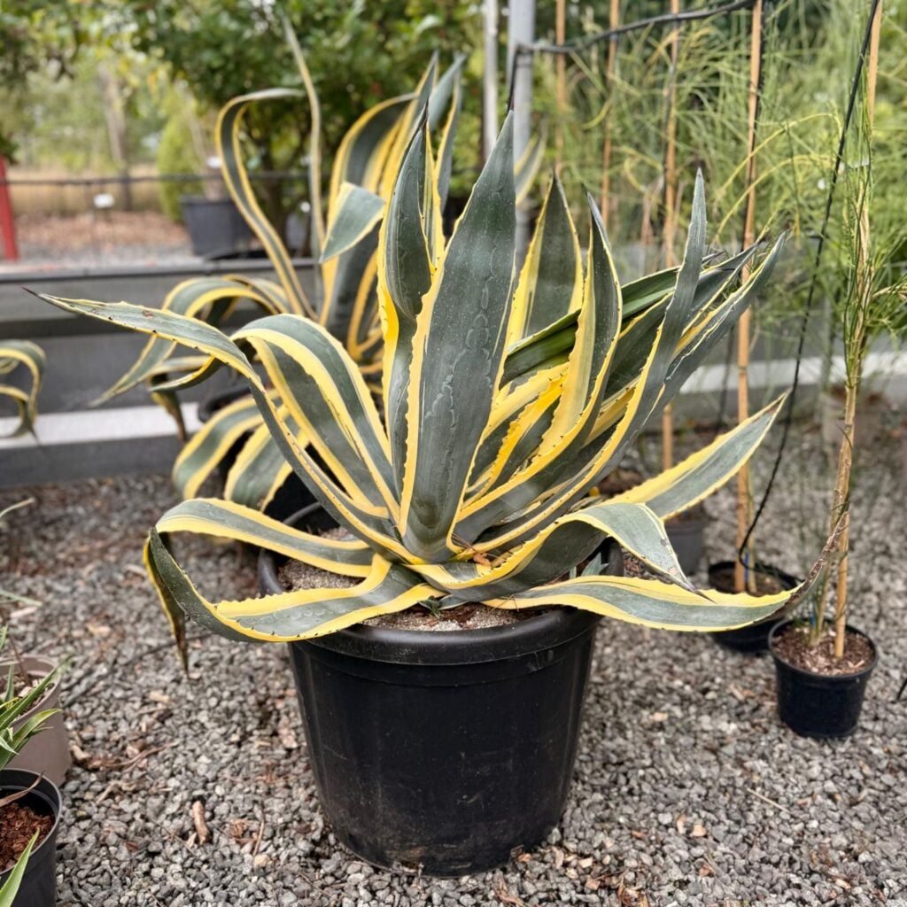 Agave americana 'Variegata'