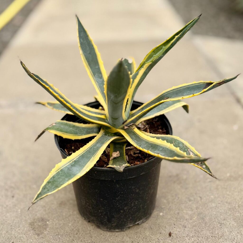 Agave americana 'Variegata' - Image 3