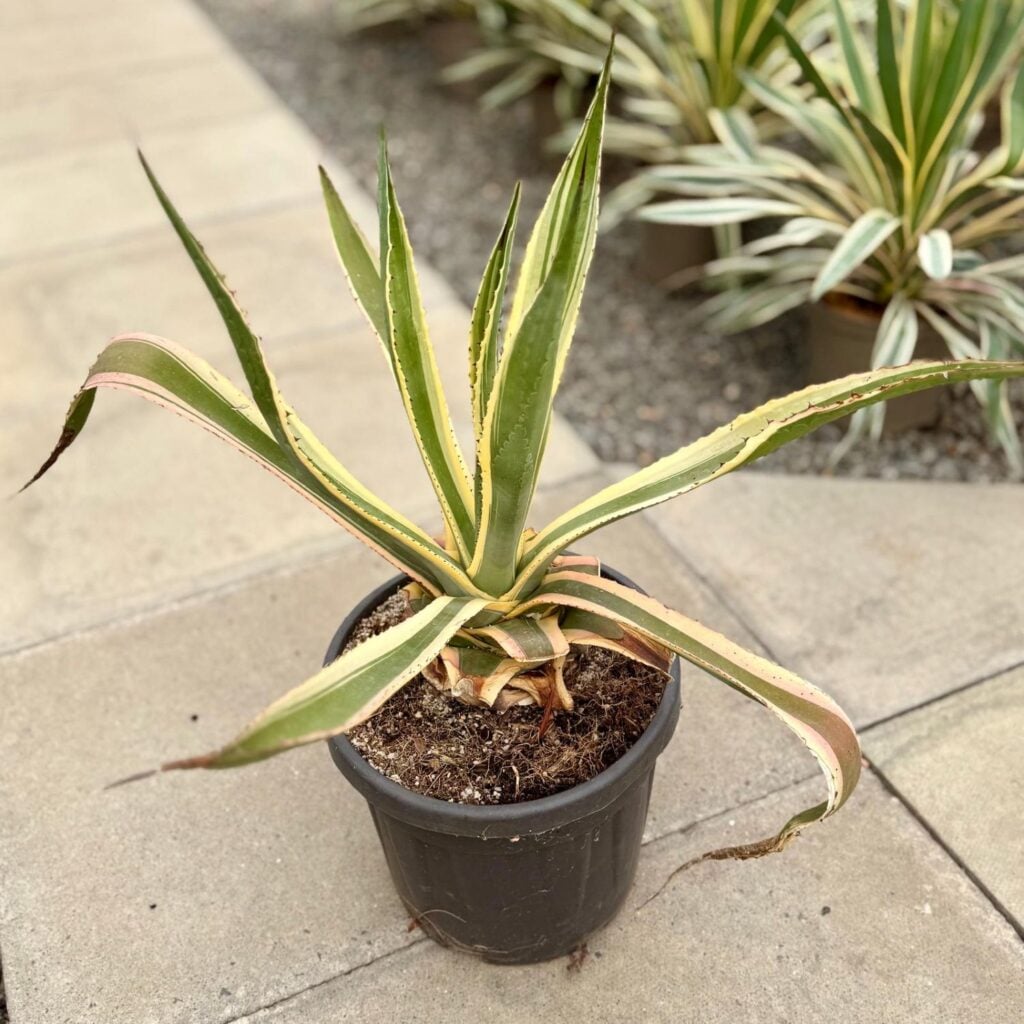 Agave americana 'Variegata' - Image 4