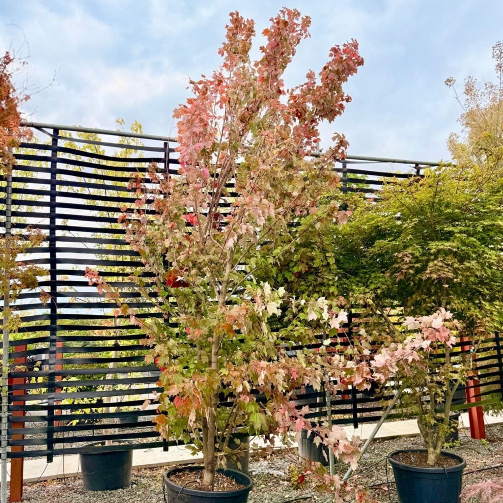 Acer rubrum 'Brandywine'