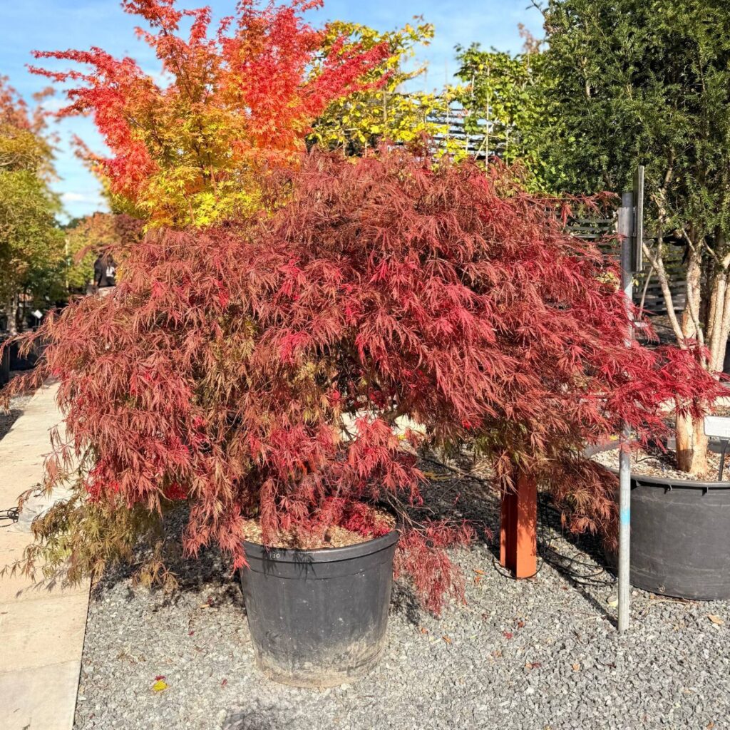 Acer palmatum 'Dissectum Flavescens'