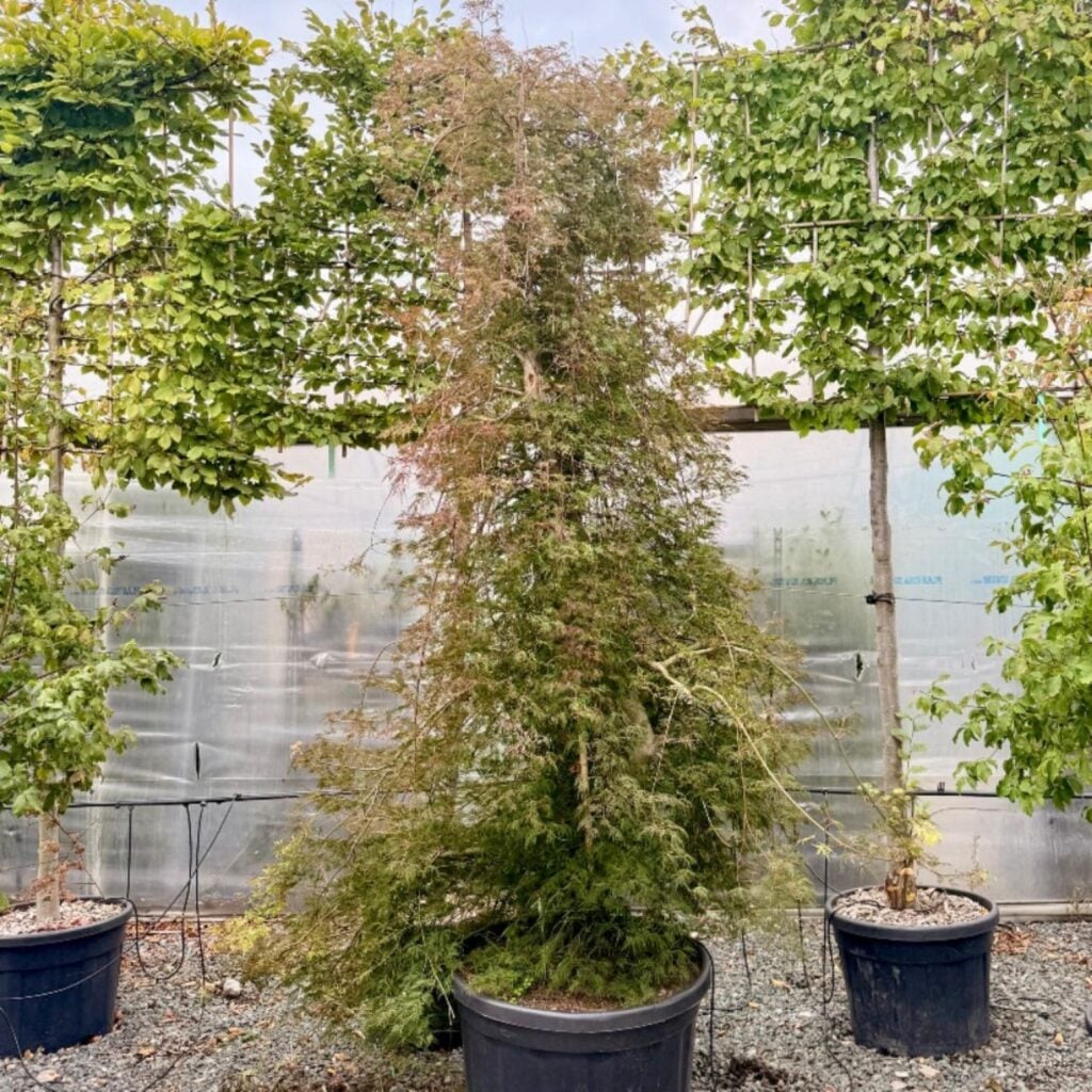 Acer palmatum 'Emerald Lace' - Image 4