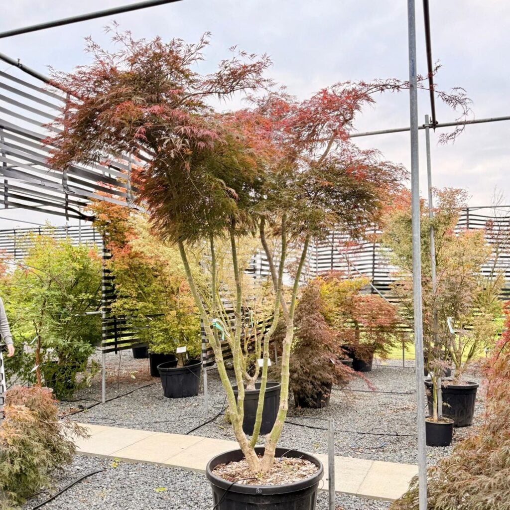 Acer palmatum 'Garnet' - Image 4