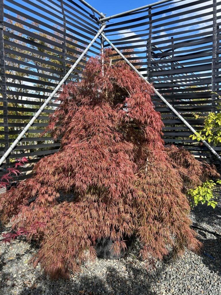 Acer palmatum 'Garnet' - Image 3