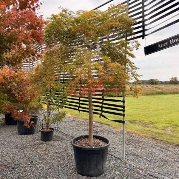 Acer palmatum 'Dissectum Green Globe' - Standard (P2)