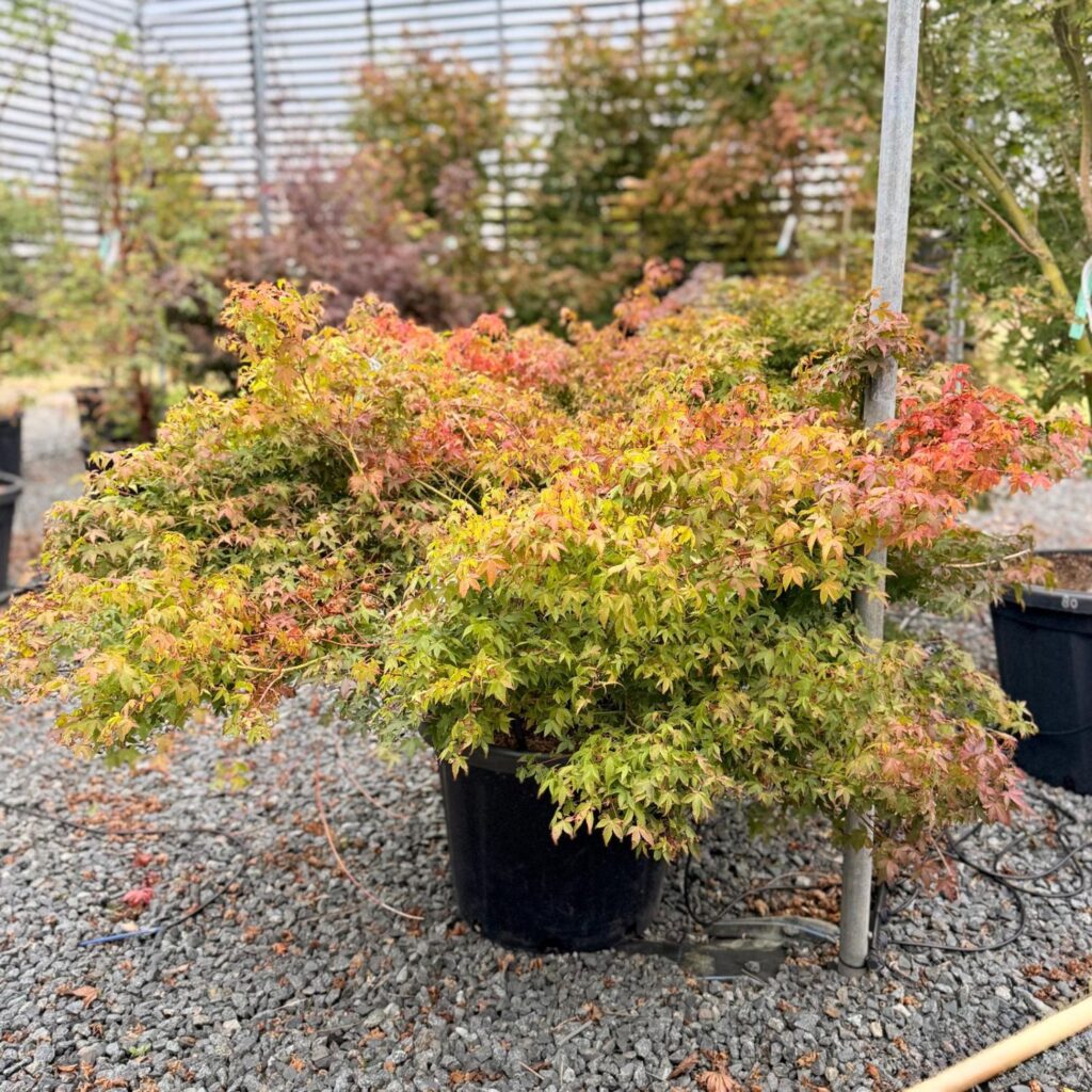 Acer palmatum 'Little Princess'