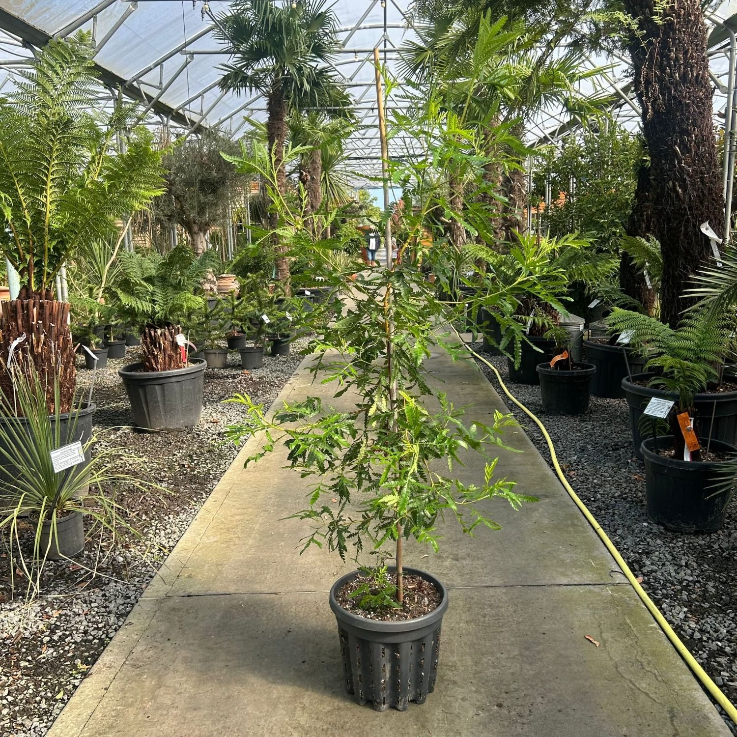 Lyonothamnus floribundus 'Aspleniifolius' - - Image 3