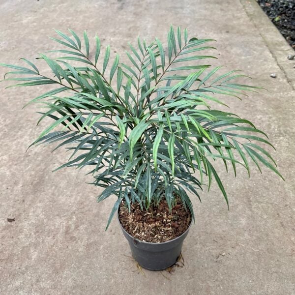 Mahonia eurybracteata 'Soft Caress' (HGUK)