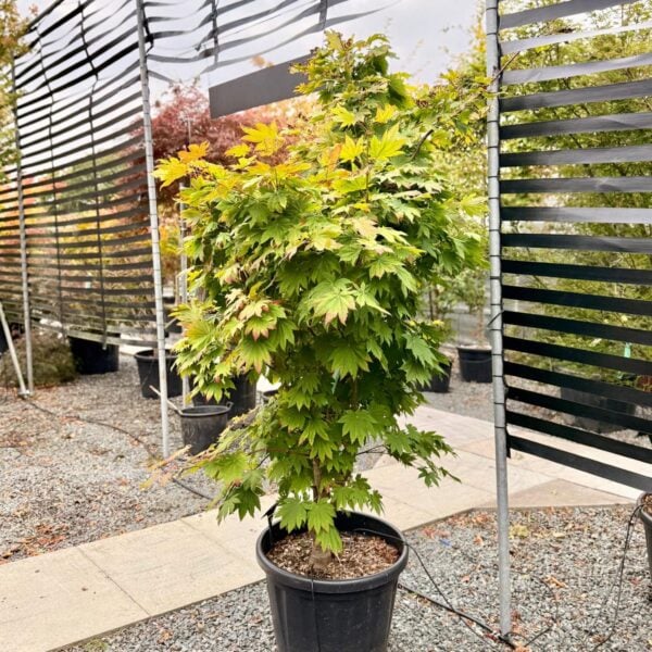 Acer japonicum 'Meigetsu' (P2)