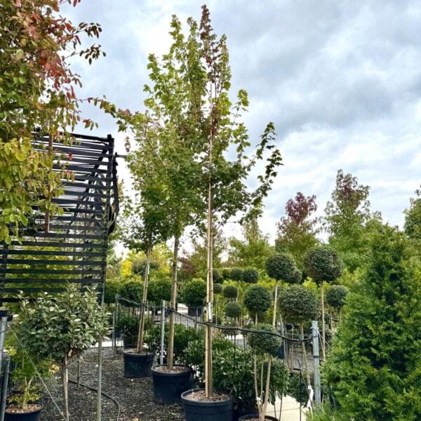 Acer rubrum 'October Glory' - Standards (J1)