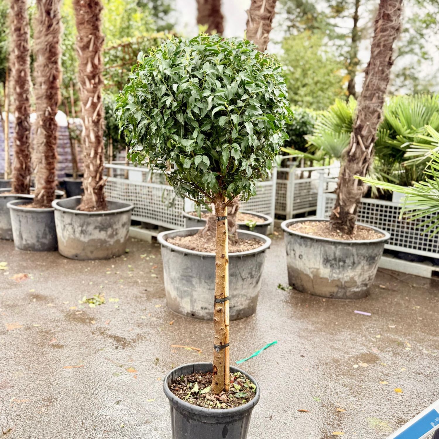 Prunus lusitanica 'Brenelia' - Standards - Image 2