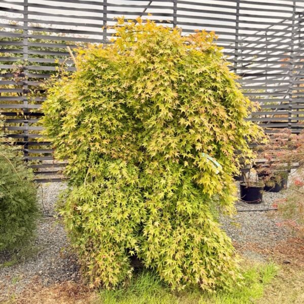 Acer palmatum 'Ryusen' (P2)