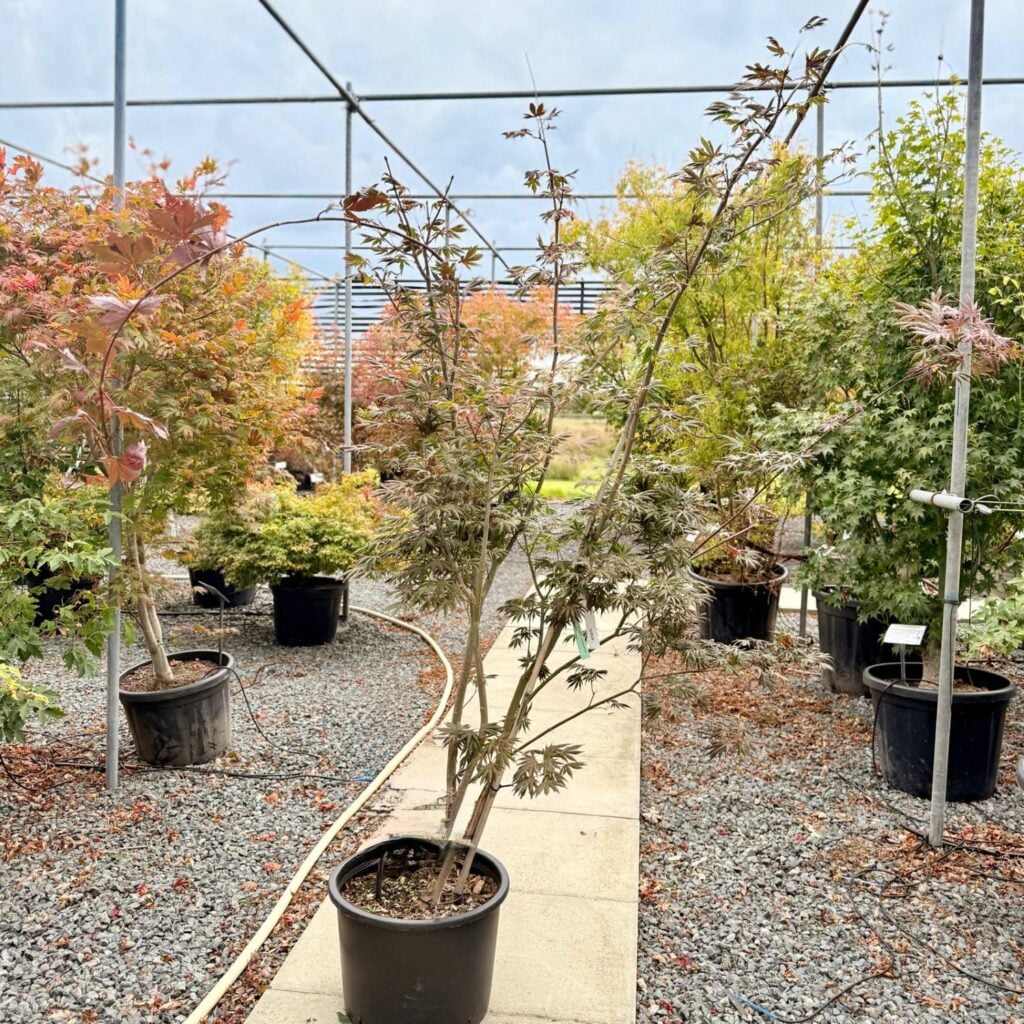 Acer palmatum 'Dissectum Trompenburg'