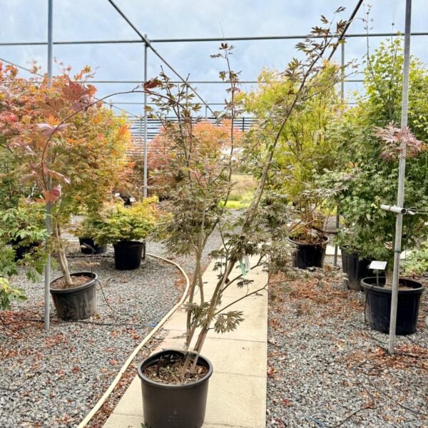 Acer palmatum 'Dissectum Trompenburg' (P2)