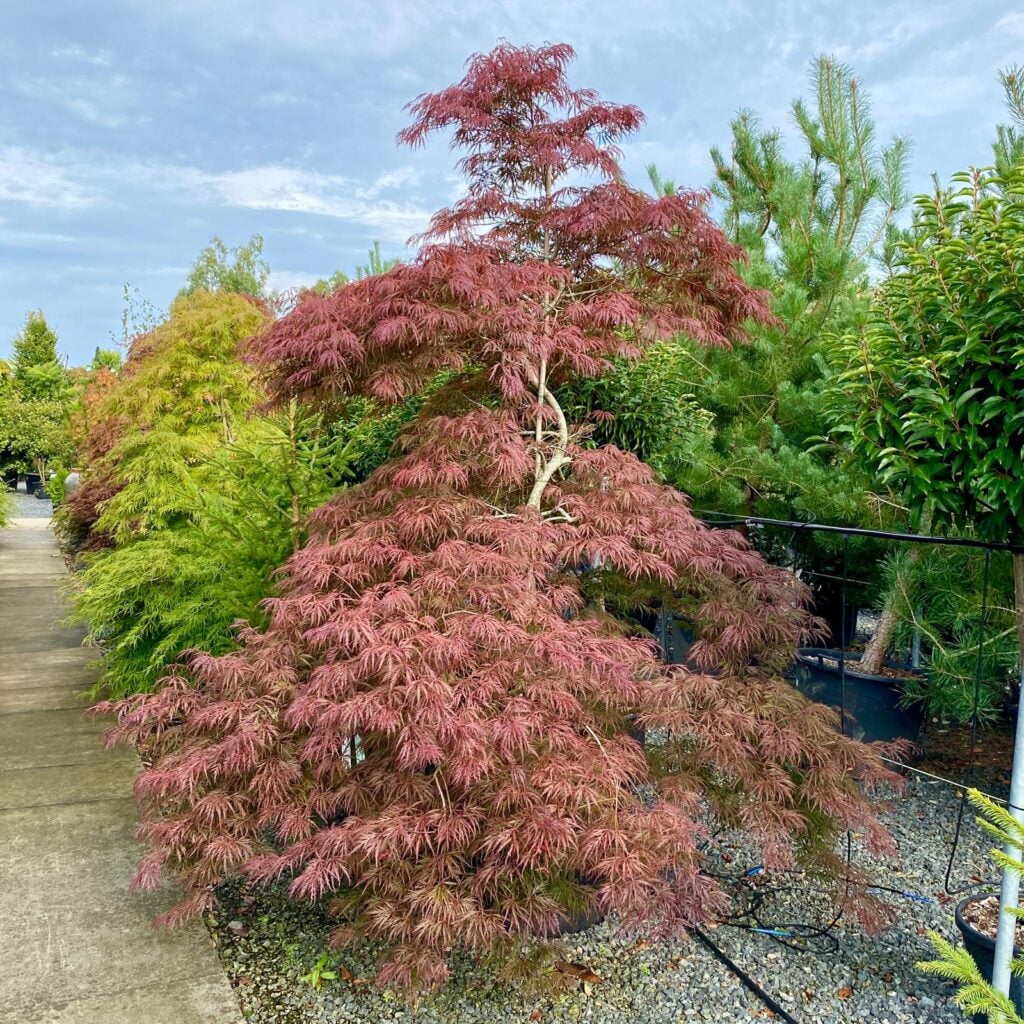 Acer palmatum 'Garnet' - Image 5