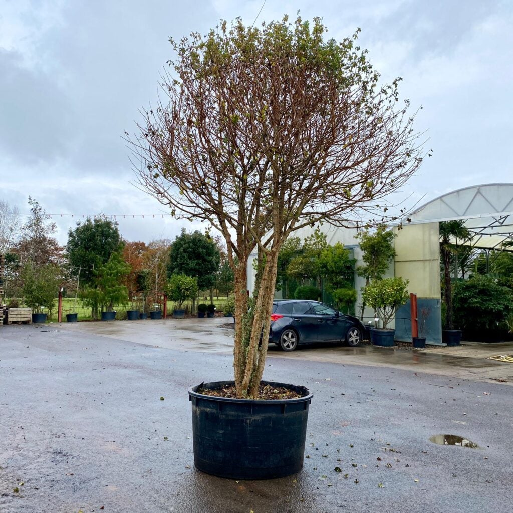 Acer campestre - Multi Stem - Image 2