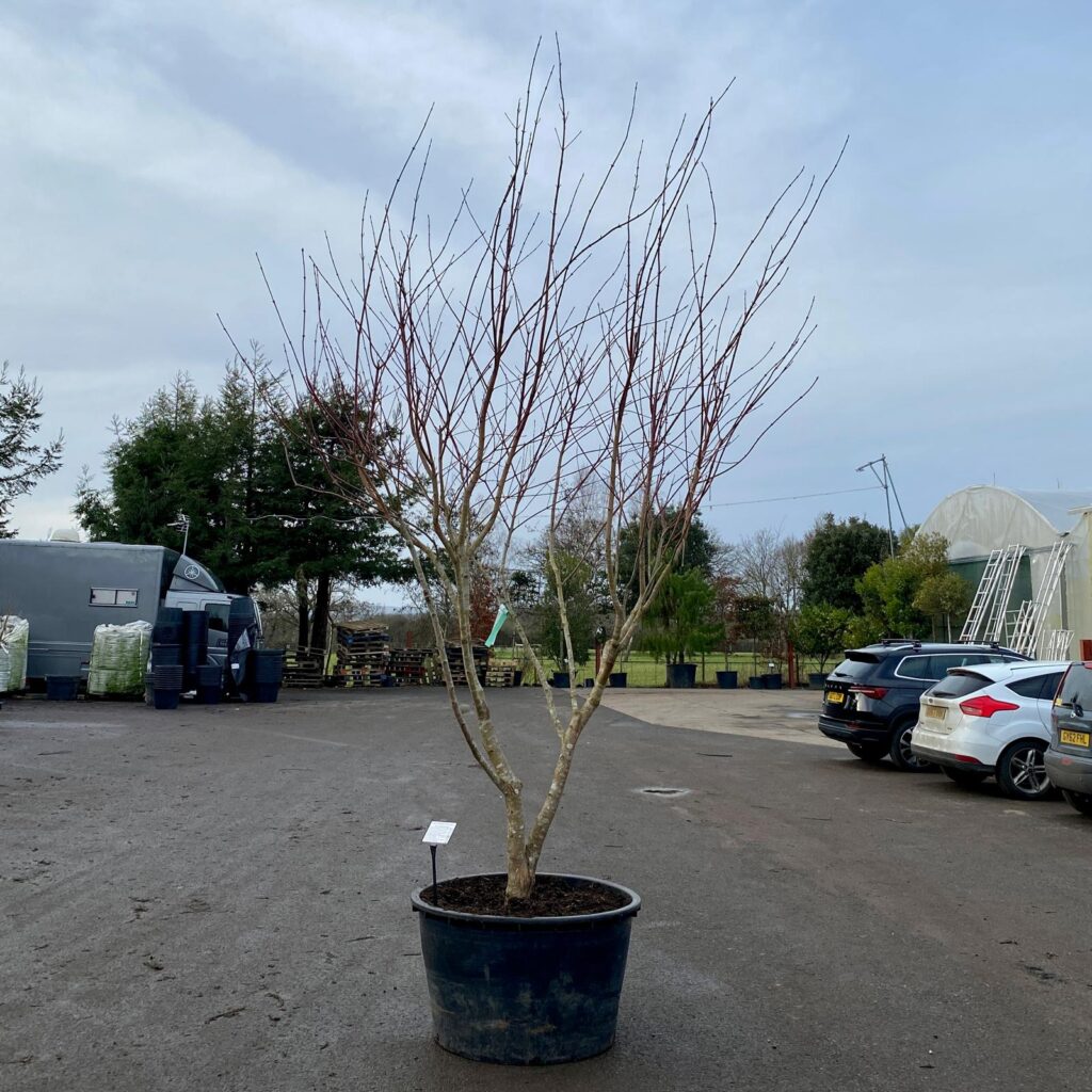 Acer cappadocicum 'Aureum' - Image 2
