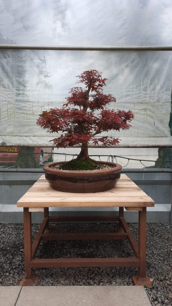 Niwaki and Bonsai Inspiration Mood Board