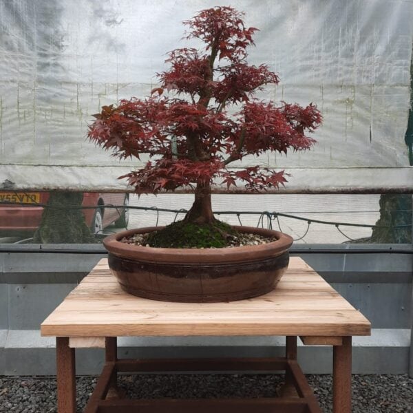 Acer palmatum 'Beni Komachi' - Bonsai (HGUK)