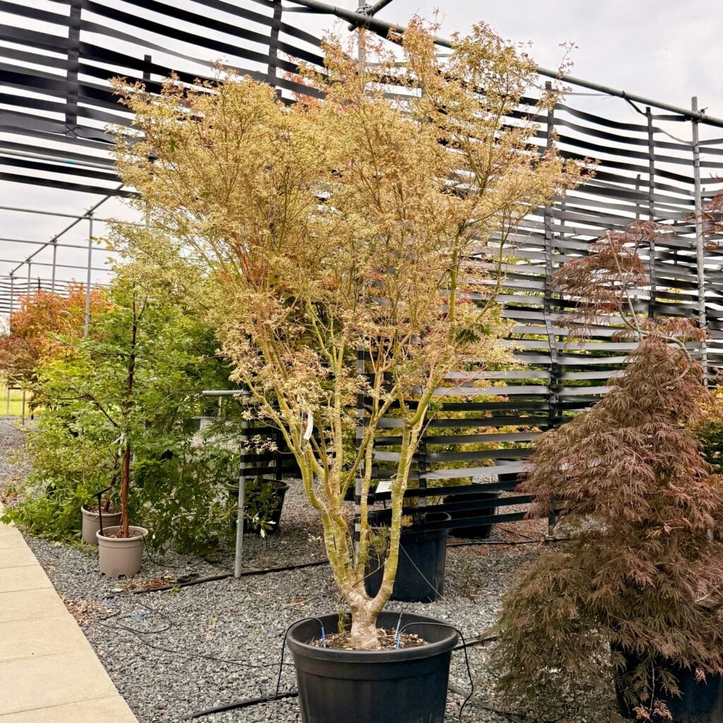 Acer palmatum 'Butterfly'