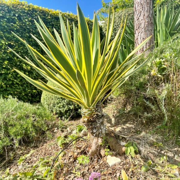 Yucca gloriosa 'Variegata' (OB1, P2)