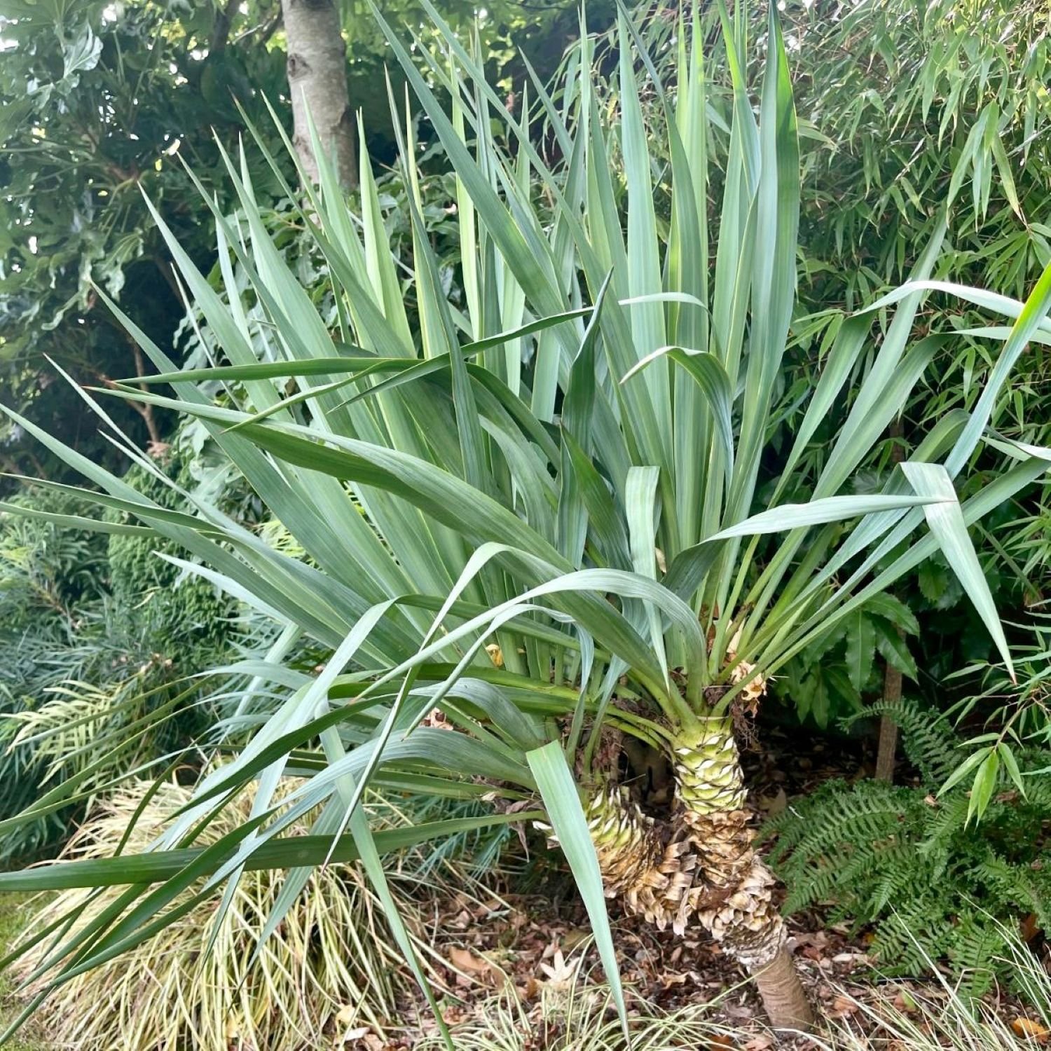 Yucca recurva - Image 3