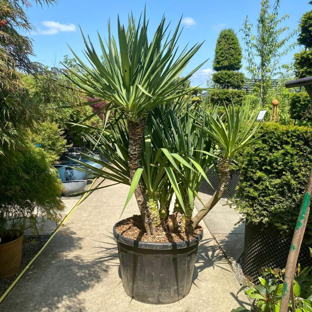 Yucca recurva