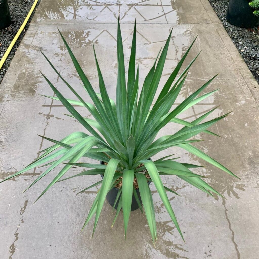 Yucca recurva - Image 4