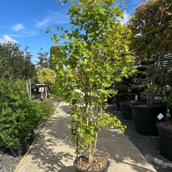 Acer campestre - Hedging (N1, BR1)