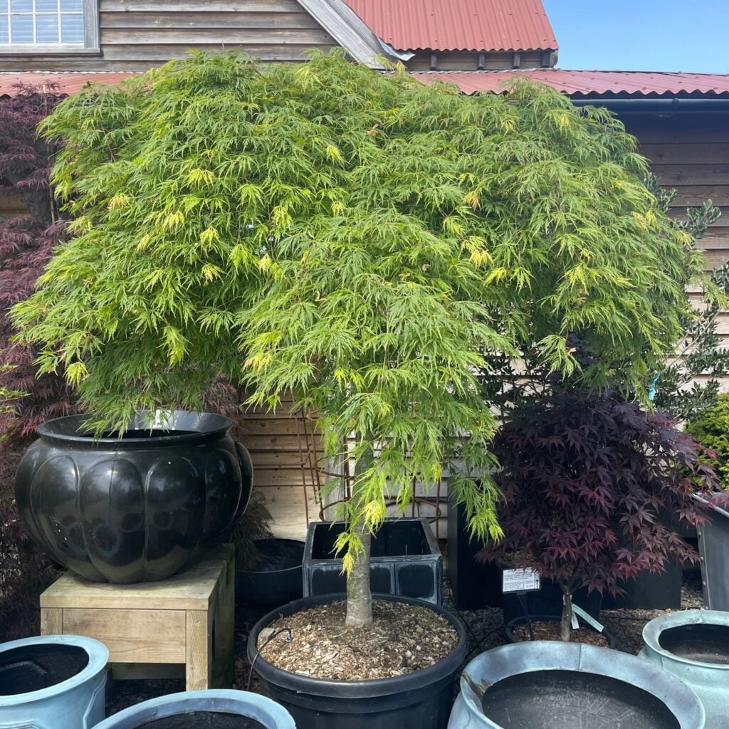 Acer palmatum 'Dissectum Viridis'