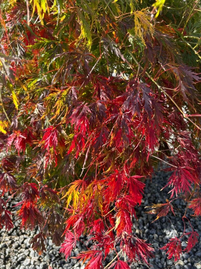 Acer palmatum 'Dissectum Viridis' - Image 2