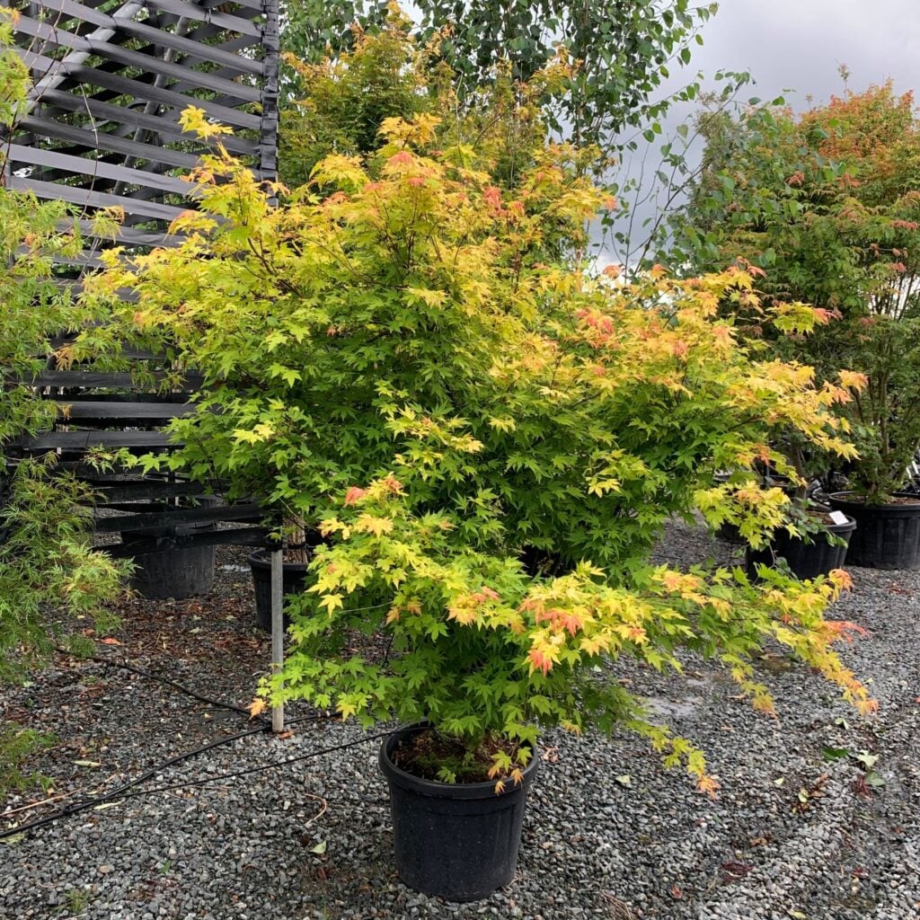 Acer palmatum 'Orange Dream'
