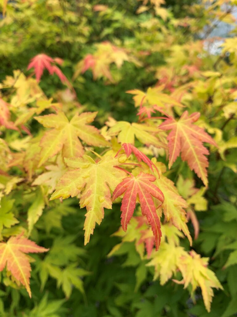 Acer palmatum 'Orange Dream' - Image 2