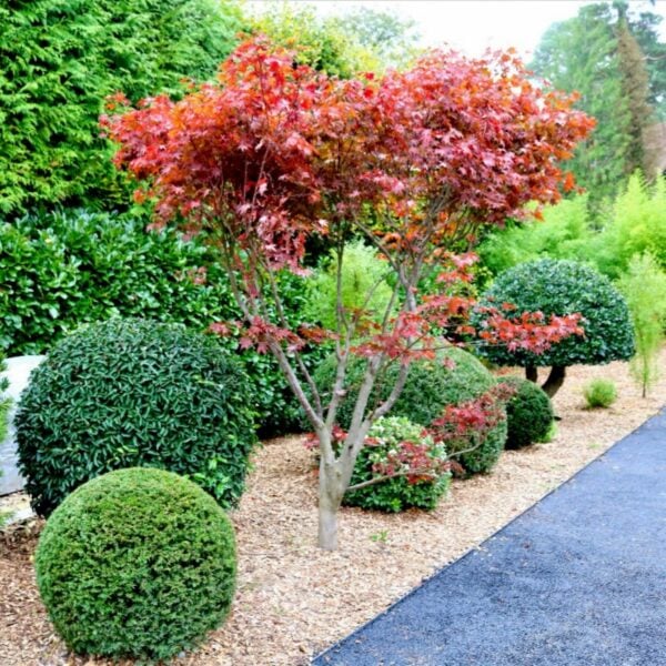 Acer palmatum 'Firecracker'  (P2)