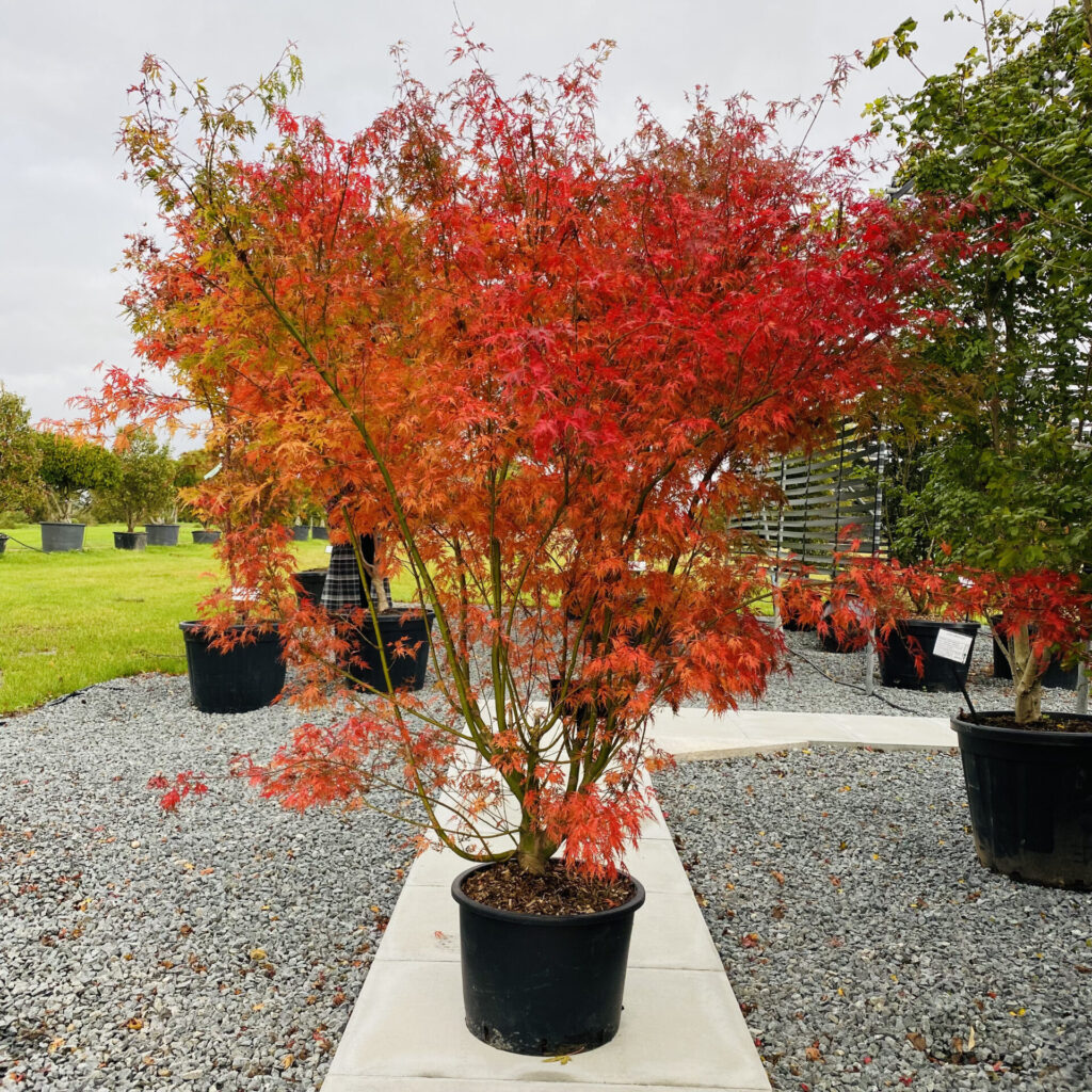 Acer palmatum 'Dissectum Seiryu'