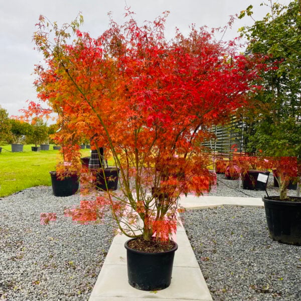 Acer palmatum 'Dissectum Seiryu'  (P2)