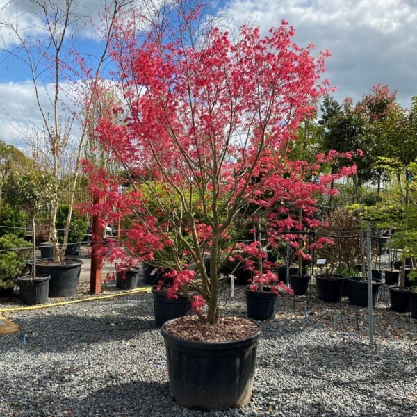 Acer palmatum 'Deshojo' (P2)