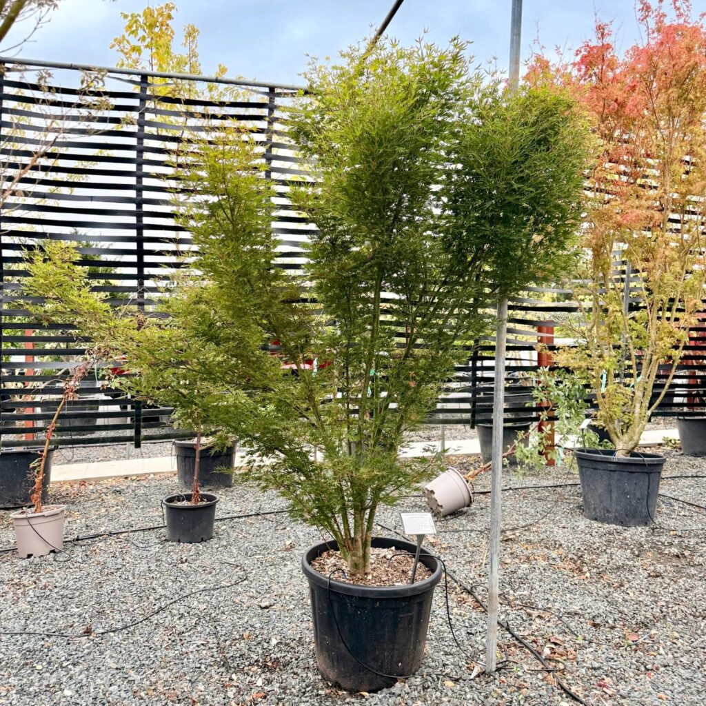 Acer palmatum 'Okushimo'