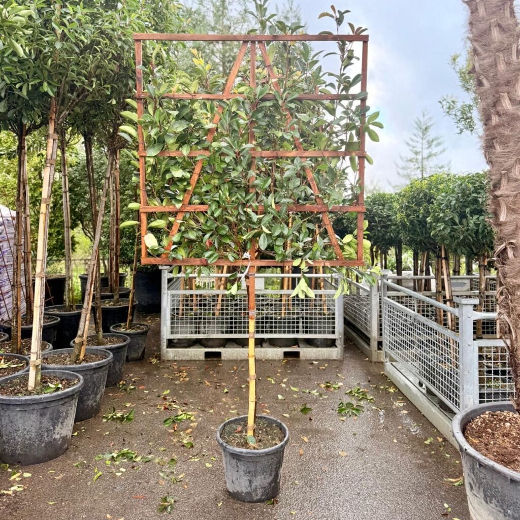 Photinia glabra - Pleached - Image 3
