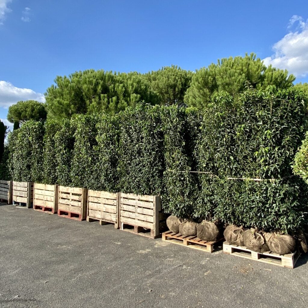 Screening & Hedging Inspiration Mood Board