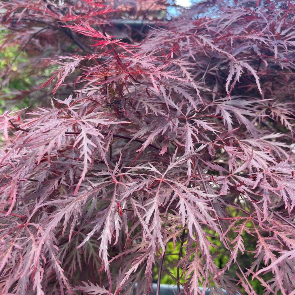 Acer palmatum 'Dissectum Nigrum' - Image 2