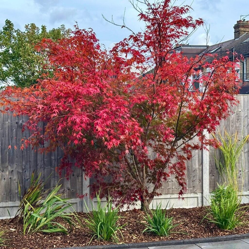 Acer palmatum 'Arakawa' - Image 3